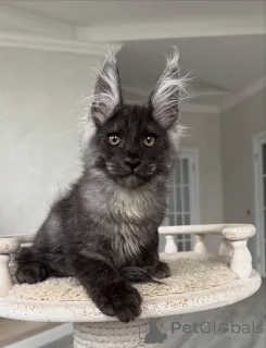 Дополнительные фото: Доступны здоровые котята мейн-кун, выращенные с заботой и любовью