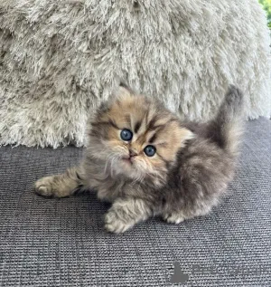 Фото №3. Персидская кошка. Германия