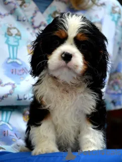 Дополнительные фото: Король кавалера Чарльз Спаниль Бленхейм и триколор