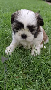 Дополнительные фото: Чистокровные щенки Ши-Тцу