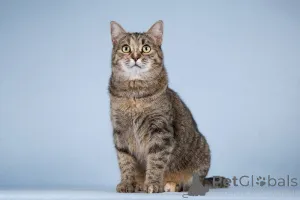 Дополнительные фото: Кошечка Забава очень ждет добрых и заботливых хозяев.