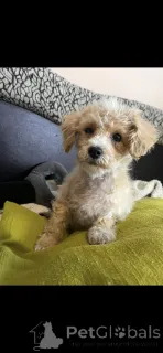 Дополнительные фото: Усыновление Мальтипу (мальтийский бишон; пудель)