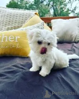 Фото №4. Продажа мальтийскую болонку в Вена частное объявление, заводчик - цена 64937₽