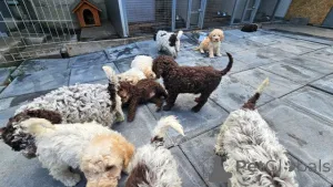 Дополнительные фото: Продаются щенки Лаготто Романьоло