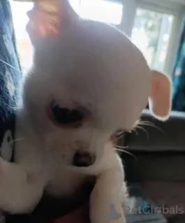 Фото №1. чихуахуа - купить в Bayerbach Bei Ergoldsbach за договорная. Объявление №167680