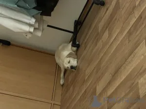 Фото №2 к объявлению №152515 о продаже кане-корсо - купить в Чехии частное объявление