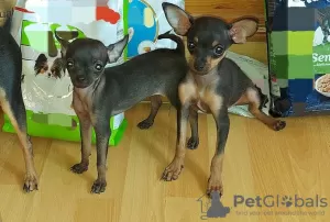 Фото №3. Chihuahua puppies for sale.  Германия