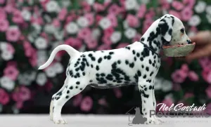 Дополнительные фото: Изысканные Dalmatian Puppies Champion Champion Bloselines, готовые к любящим