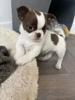 Фото №2 к объявлению №165375 о продаже чихуахуа - купить в Германии частное объявление, из приюта