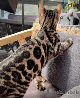 Фото №1. бенгальская - купить в Хельсинки за Бесплатно. Объявление №167688