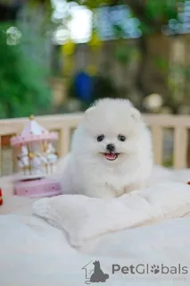 Фото №2 к объявлению №162129 о продаже  - купить в Кувейте 