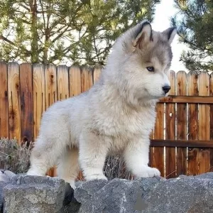 Фото №3. Schattige Siberische Husky-щенок.  Бельгия