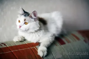 Фото №3. Кошка Маруся ищет дом одним животным.. Россия