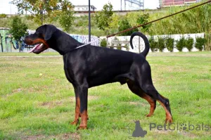 Дополнительные фото: Щенки европейского добермана отличной родословной