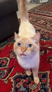 Фото №3. Красивый Flame Point короткий HAIR для хорошего дома. Люксембург