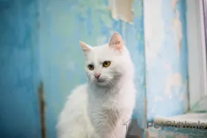 Фото №4. Продам  в Химках частное объявление - цена Бесплатно