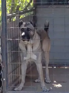 Дополнительные фото: Турецкий Кангал, мужчина