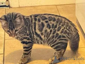 Фото №2 к объявлению №164927 о продаже бенгальская - купить в Финляндии частное объявление, заводчик