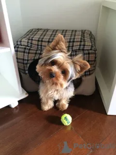 Фото №3. Щенок йорка для хорошей мамы..  Финляндия