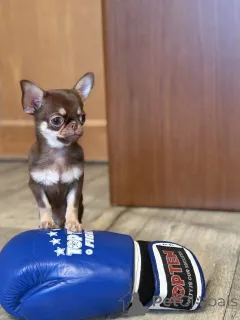 Фото №3. Чихуахуа мальчик.  Беларусь