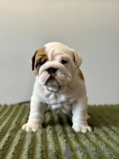 Фото №1. английский бульдог - купить в Вспоминание за 27830₽. Объявление №167370