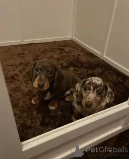 Дополнительные фото: Щенки миниатюрной пятнистой таксы