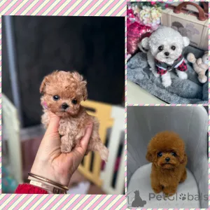 Дополнительные фото: Элитные мальтипу мини микро Азия