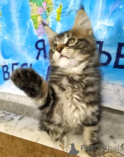 Дополнительные фото: Продаются котята породы мейн-кун