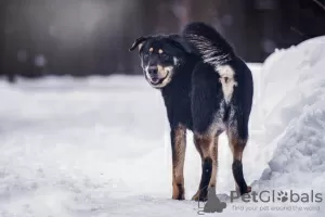 Фото №3. Статный Сангал в поисках дома..  Россия