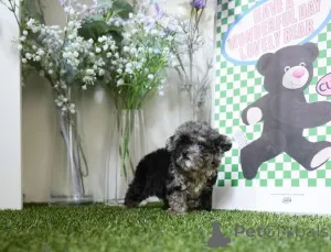 Фото №3. Дом декана Джанет Кей.  США