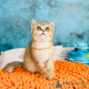 Фото №4. Продам шотландскую (скоттиш страйт) в Киеве заводчик - цена 49283₽