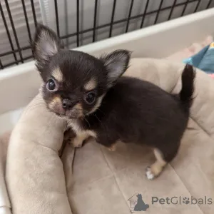 Фото №2 к объявлению №164044 о продаже чихуахуа - купить в Финляндии частное объявление, из приюта