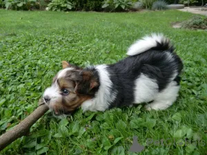 Фото №2 к объявлению №161024 о продаже бивер-йоркширского терьера - купить в Германии 