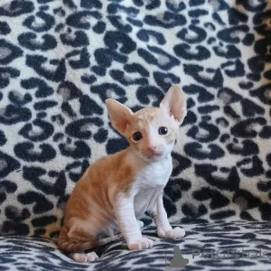 Фото №3. Cornish Rex Kitties для продажи бизнес WhatsApp 37256348129. Бельгия