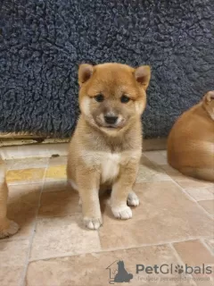 Фото №3. Prachtige Japanse Shiba Inu-щенок.  Нидерланды