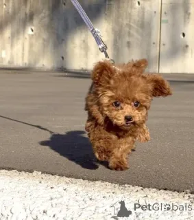 Фото №2 к объявлению №163991 о продаже пуделя (той) - купить в Германии заводчик