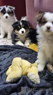 Фото №1. австралийская овчарка - купить в Зренджанин за договорная. Объявление №161755