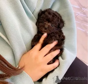 Фото №2 к объявлению №137175 о продаже пуделя (той) - купить в Германии частное объявление, заводчик