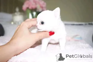 Фото №4. Продажа пуделя (той) в Хельсинки частное объявление, заводчик - цена 40441₽