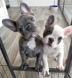 Фото №1. французский бульдог - купить в Таллине за 69575₽. Объявление №161286