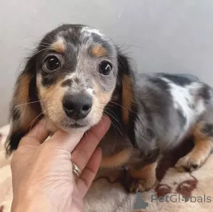 Фото №3. Щенки мини таксы.  Финляндия