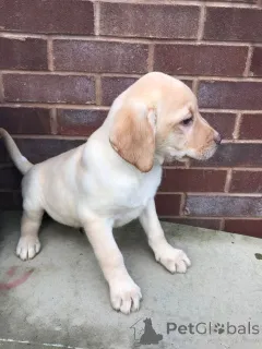 Дополнительные фото: Щенки лабрадора-ретривера.