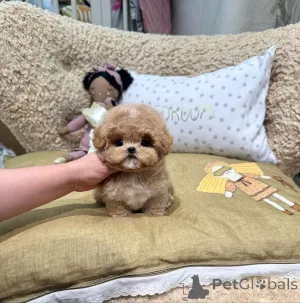 Фото №3. Продаются милые очаровательные щенки той-пуделя, обращайтесь в WhatsApp Business.  Германия