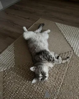 Фото №1. британская короткошёрстная - купить в Айола за 51022₽. Объявление №157769