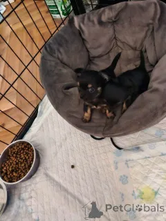 Фото №1. чихуахуа - купить в Атланта за 62908₽. Объявление №161378