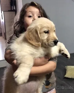 Фото №4. Продажа золотистого ретривера в Металл заводчик - цена договорная