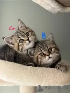 Фото №1. европейская короткошерстная - купить в Париже за 46384₽. Объявление №165503