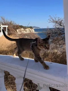 Фото №3. Чаузи кот и кошка. Россия