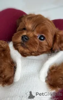 Дополнительные фото: Мальтезе Мини-кобель