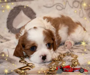 Фото №3. Щенки кавалер кинг чарльз спаниель.  Беларусь